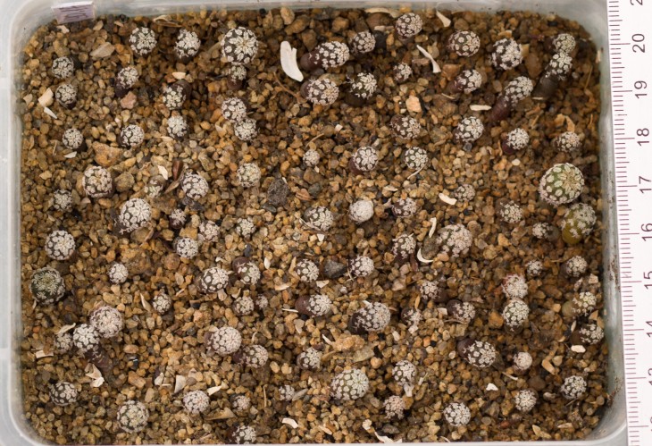 34.8_TURBINICARPUS pseudopectinatus GM1249 Dr Arroyo, NL_Pavlicek_photo_6.jpg