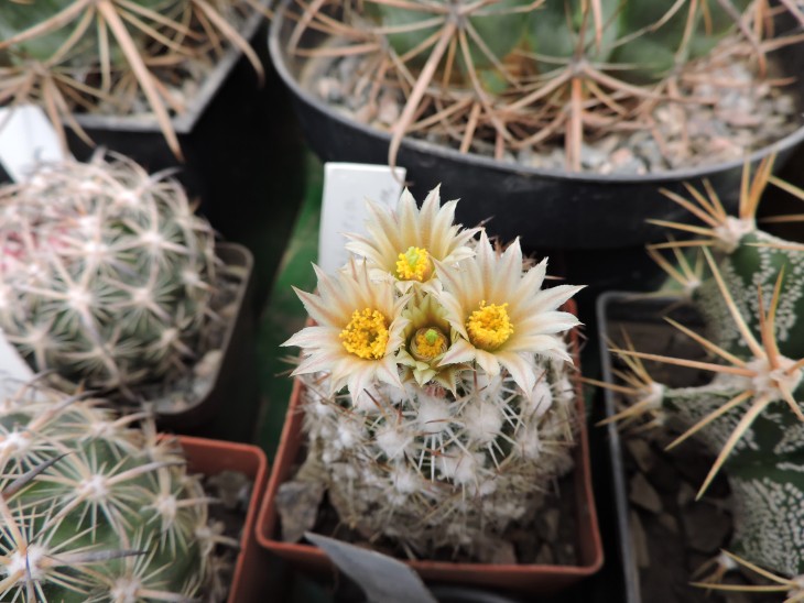 Escobaria robbinsorum