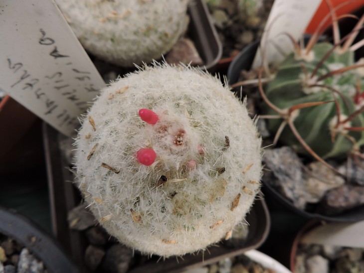 Epitheltha micromeris v. rufispina