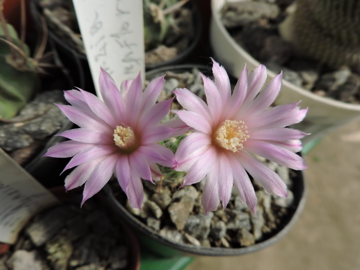 Krainzia longiflora