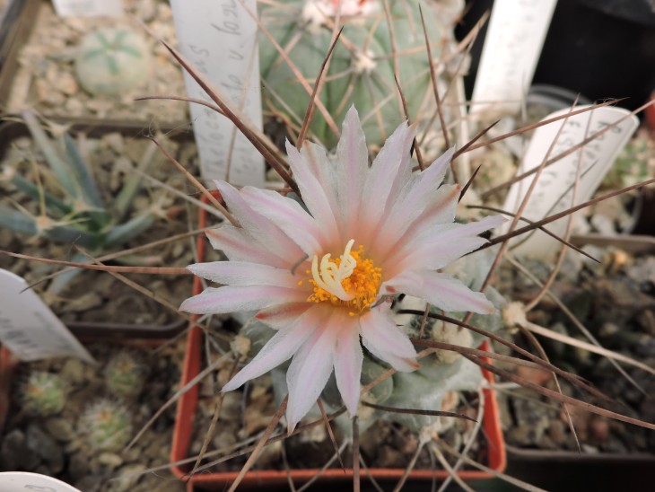 Thelocactus lophothele v. longispinus