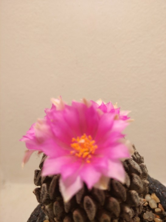 Pelecyphora aselliformis