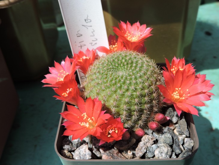 Rebutia minuscula
