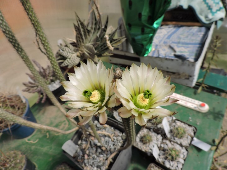 Wilcoxia waldeisii RH 119