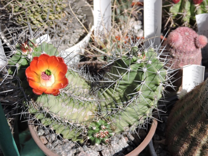 Echinocereus coccineus aff