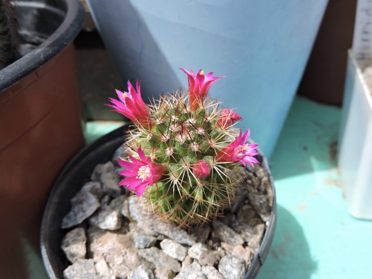 Mammillaria backebergiana