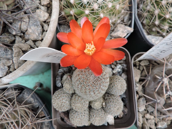 Rebutia solisioides