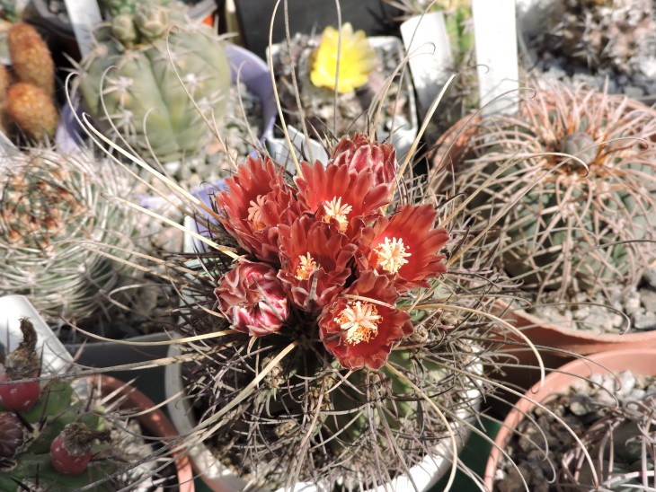 Glandulicactus uncinatus v. wrightii SB 404