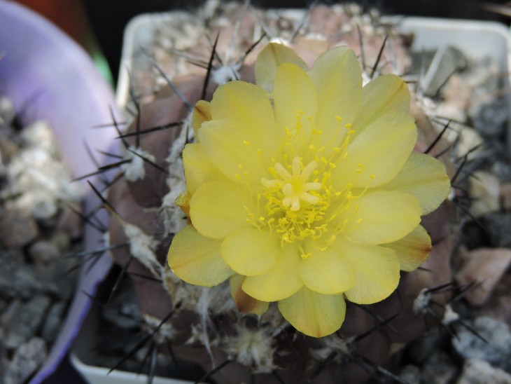 Copiapoa esmeraldana
