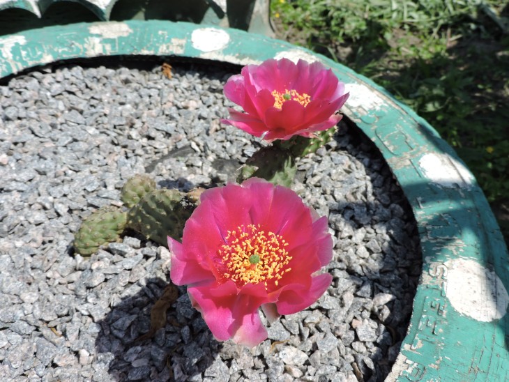 Opuntia fragilis cv. freiberg