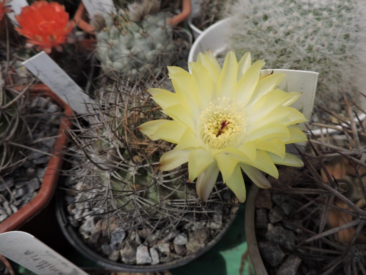 Acanthocalycium thionanthum