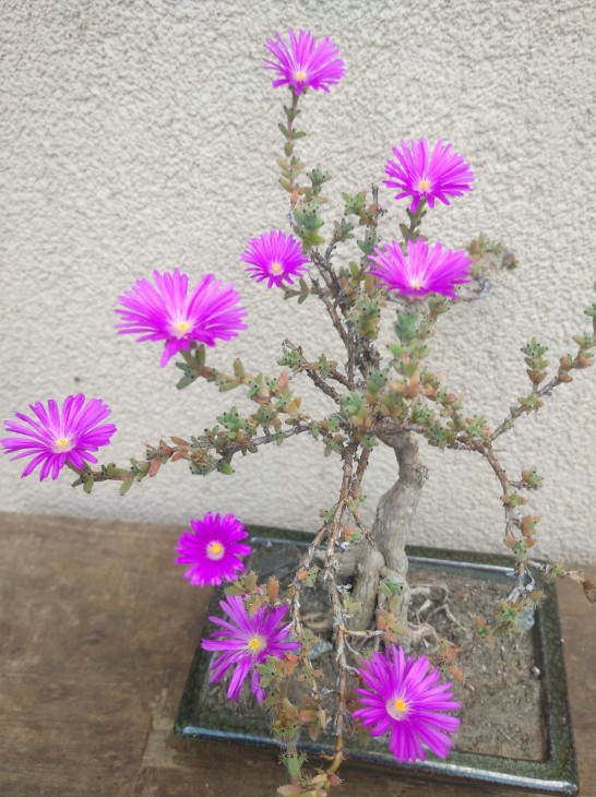 Trichodiadema bulbosum