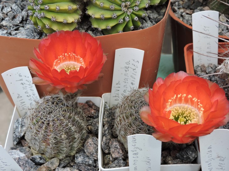 Lobivia haematantha v. rebutioides