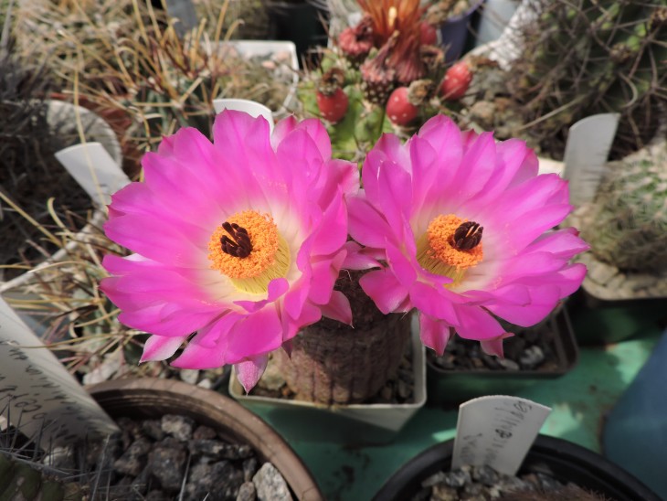 Echinocereus rigidissimus v. rubispinus L 088