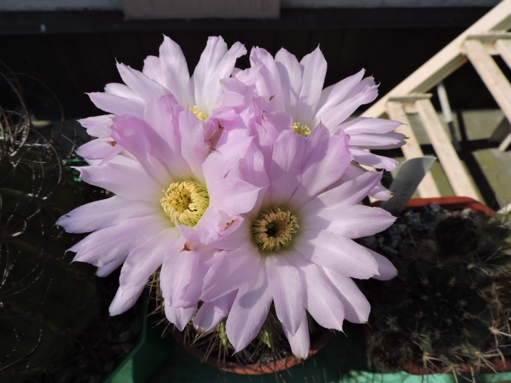 Acanthocalycium violaceum