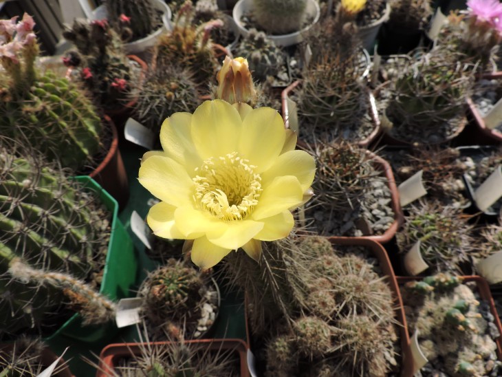 Lobivia shaferi aff