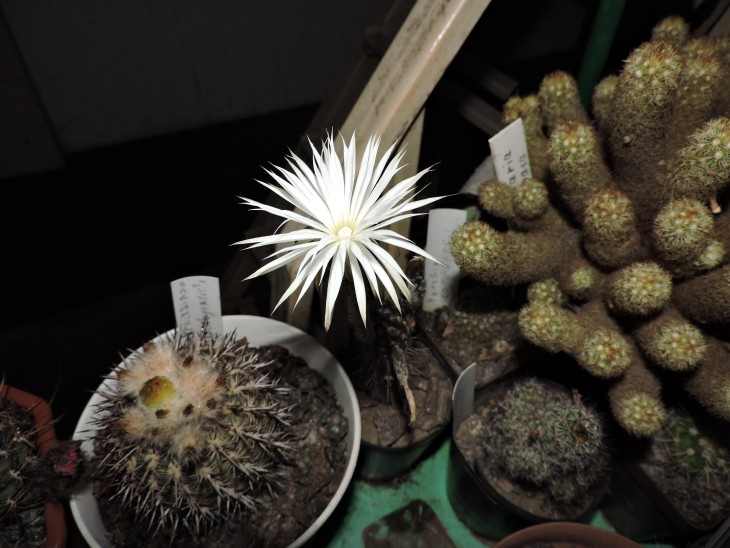 Setiechinopsis mirabilis