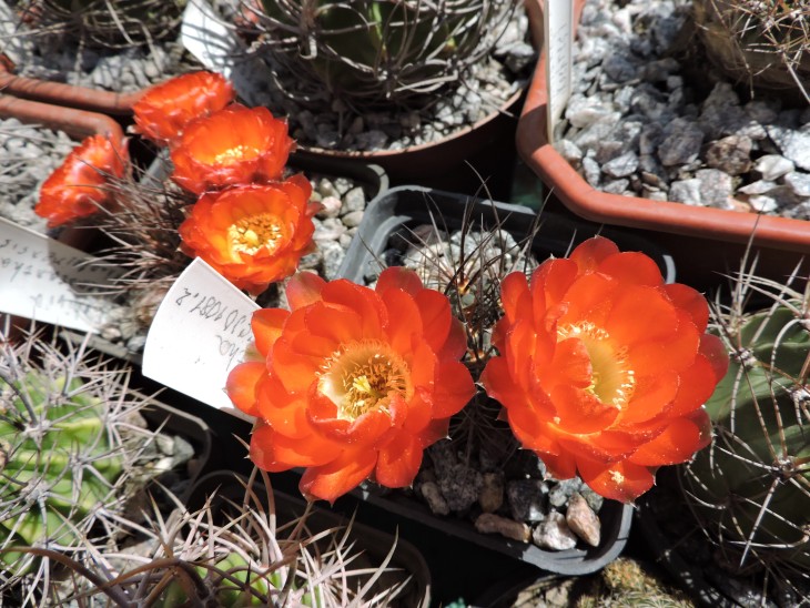 Lobivia haematantha v. hualfinensis JO 1081.2