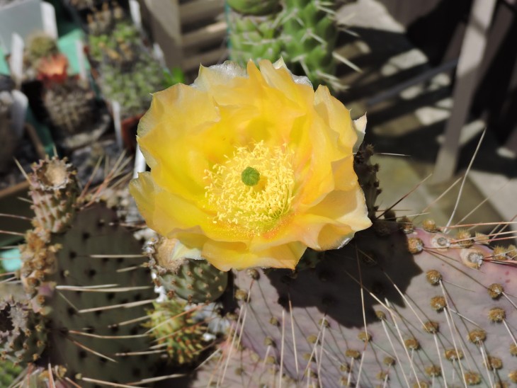 Opuntia gosseliniana aff