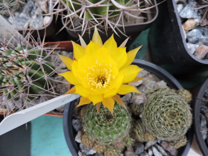 Lobivia arachnacantha v. sulphurea V 542