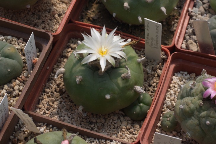 Lophophora diffusa