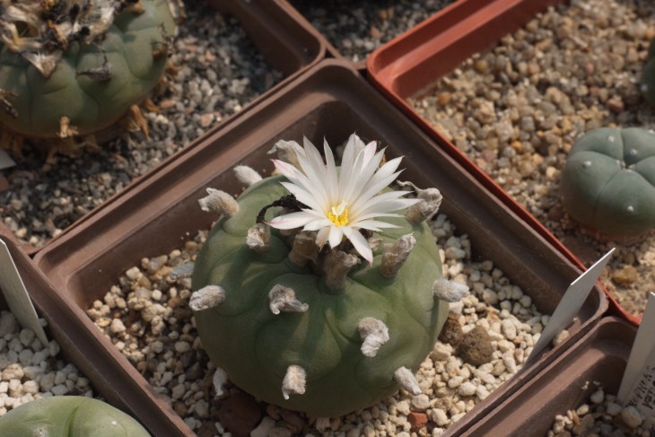 Lophophora diffusa