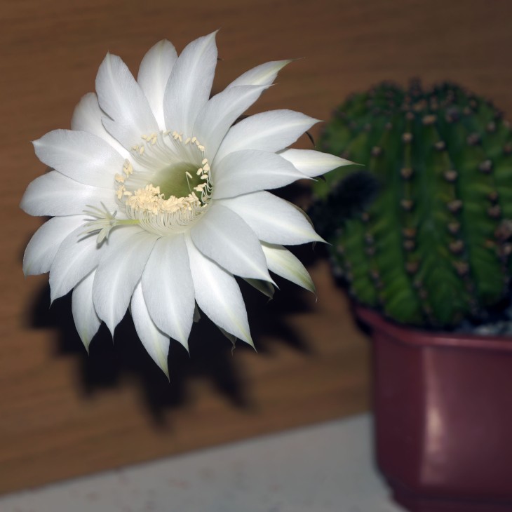 Echinopsis eyriesii