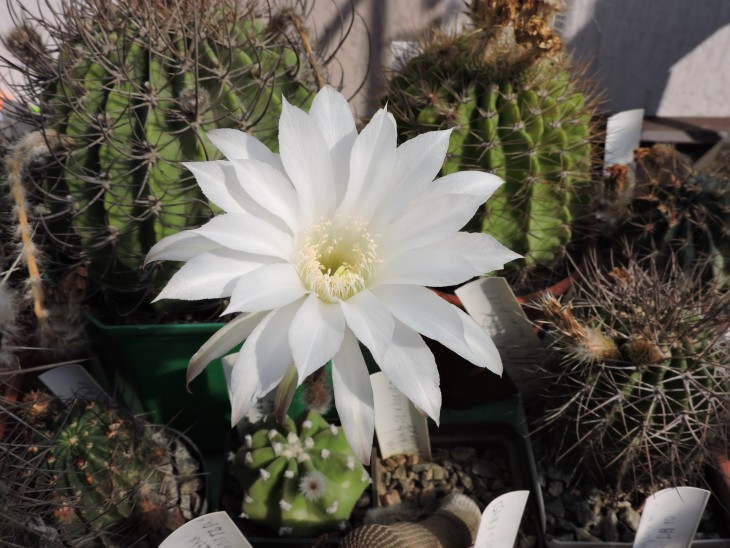 Echinopsis subdenudata L 943