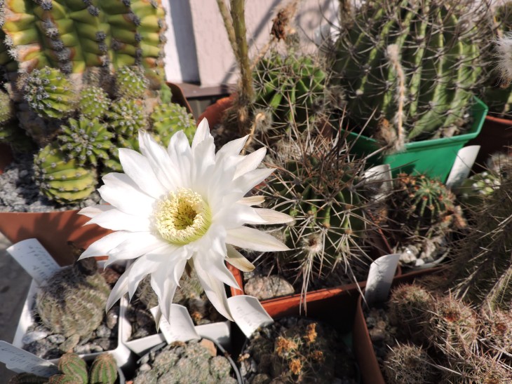 Echinopsis chacoana P 251