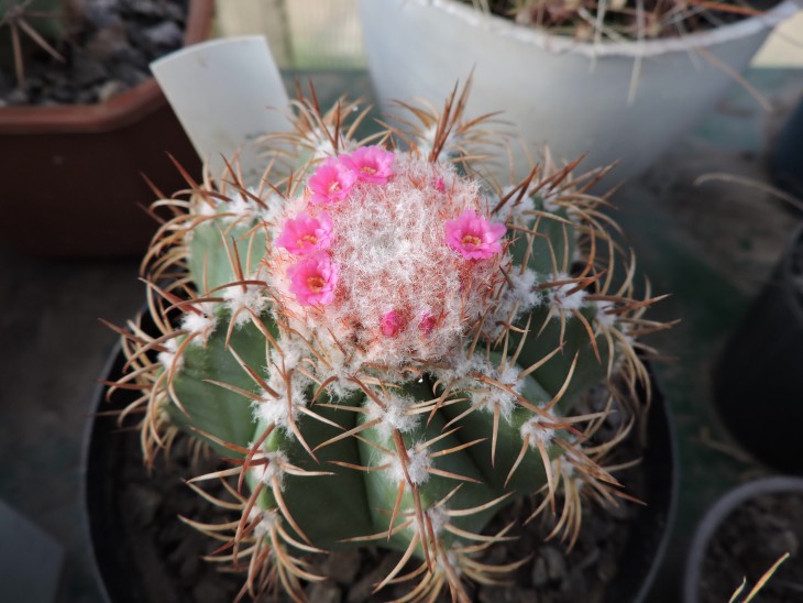 Melocactus matanzanus