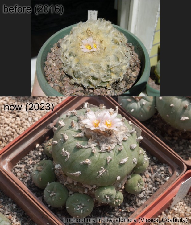 Lophophora fricii v. albiflora. На момент купівлі була пожраною кліщиком. Вирощую у чистому базальті без підкормки (росте повільно, але ж як виглядає!).