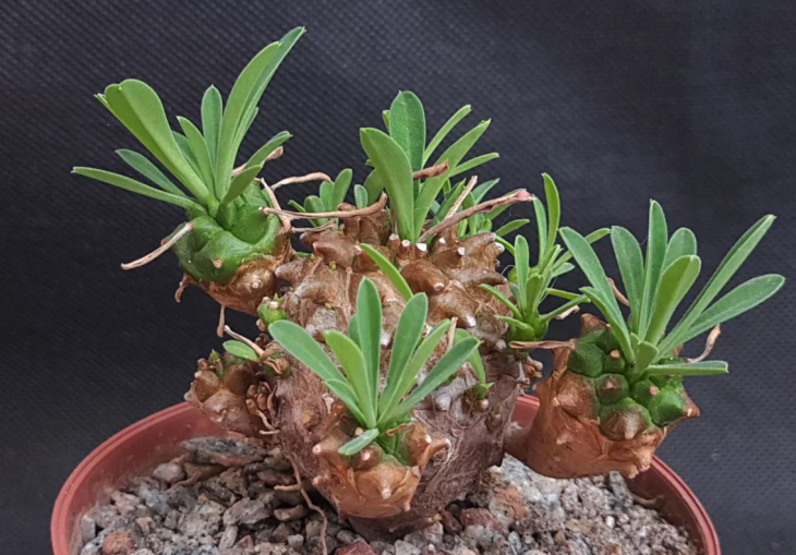 Euphorbia cv. Cocklebur, Euphorbia cv. Gabizan або Euphorbia cv. japonica (але не juglans, чорт забирай!)