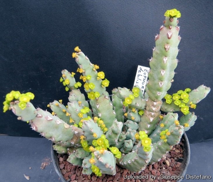 Euphorbia_debilispina_23574_l.jpg