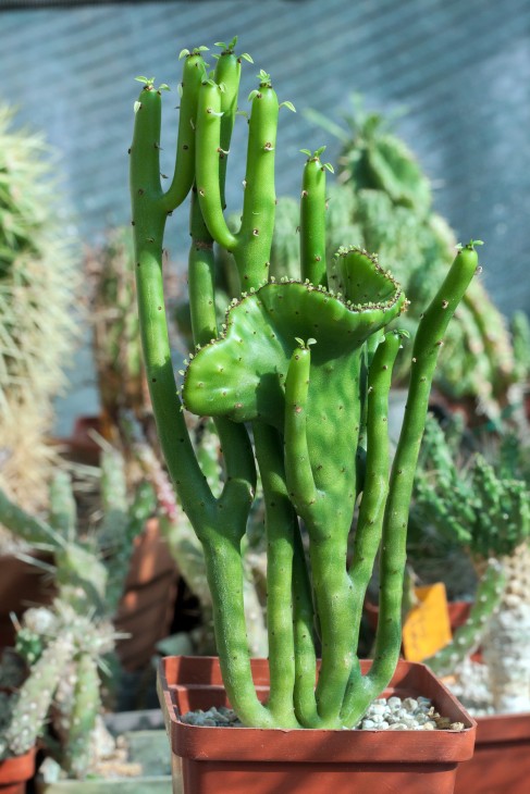 euphorbia.jpg
