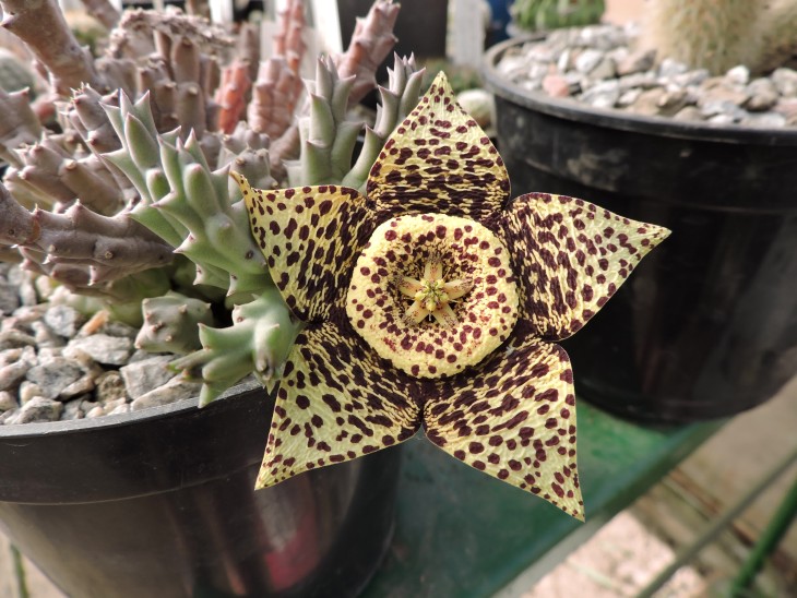 Orbea variegata