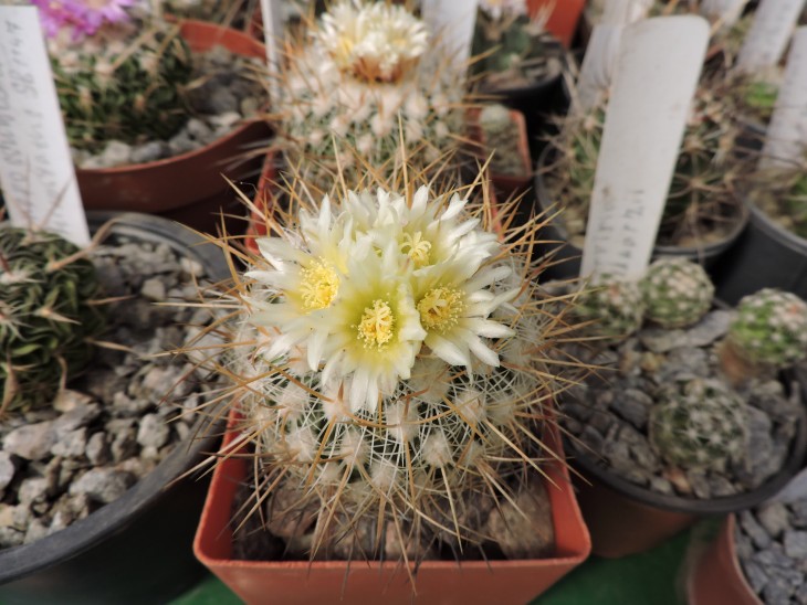 Echinofossulocactus albatus