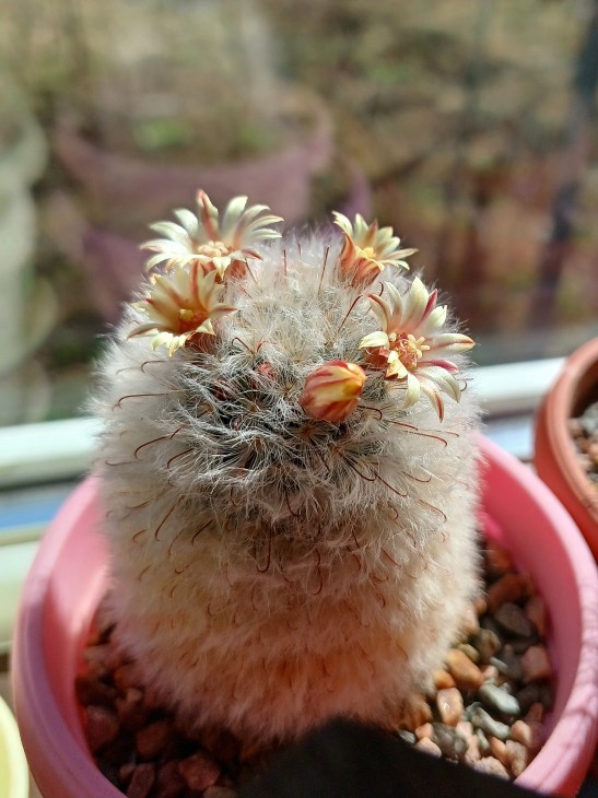 Mammillaria Bocasana