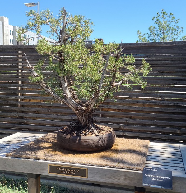 Ютський ялівець (Juniperus osteosperma) - от приблизно такий він і росте на краю плато.