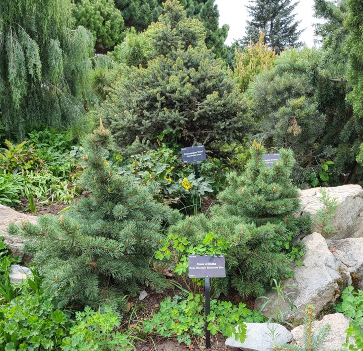 Bristlecone1.jpg
