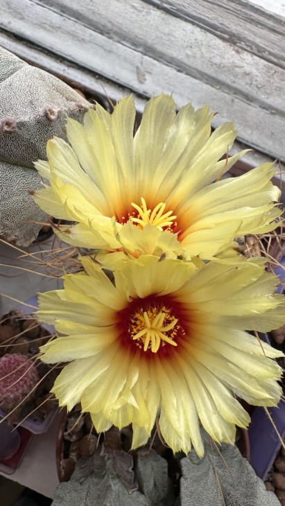 Astrophytum capricorne var. aureum