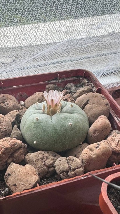 Lophophora williamsii