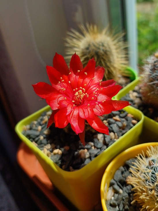 Lobivia schieliana v. hofmaniana