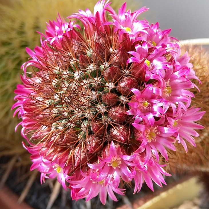 Mammillaria backebergiana
