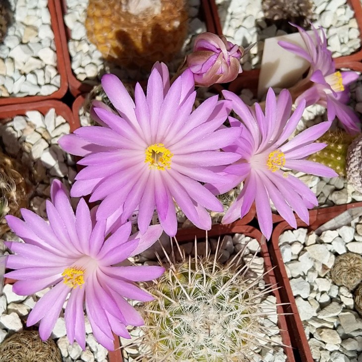 Mammillaria roczekii