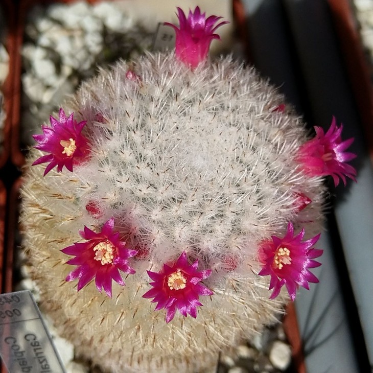Mammillaria haageana