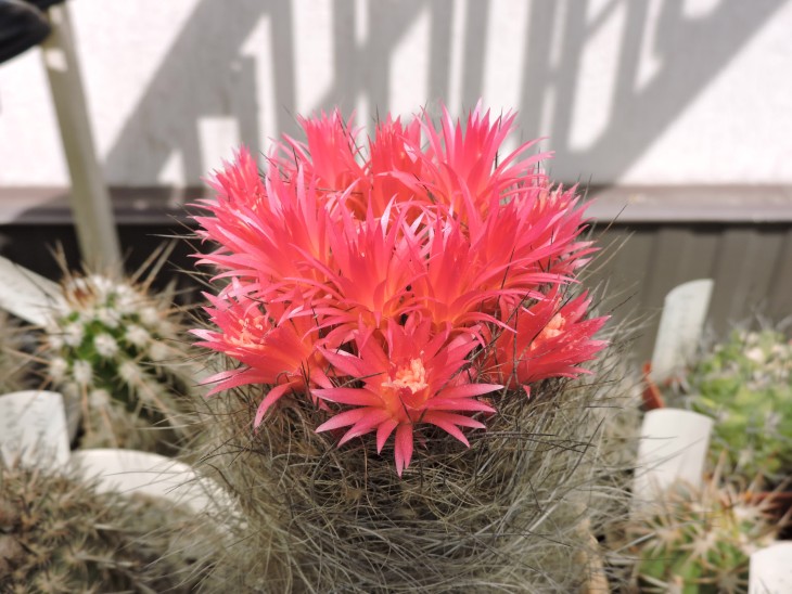 Neoporteria villosa
