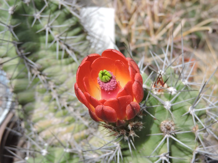 Echinocereus coccineus aff