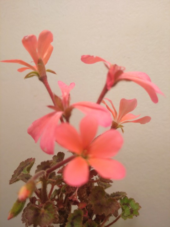 Pelargonium cv. Dresden Pink