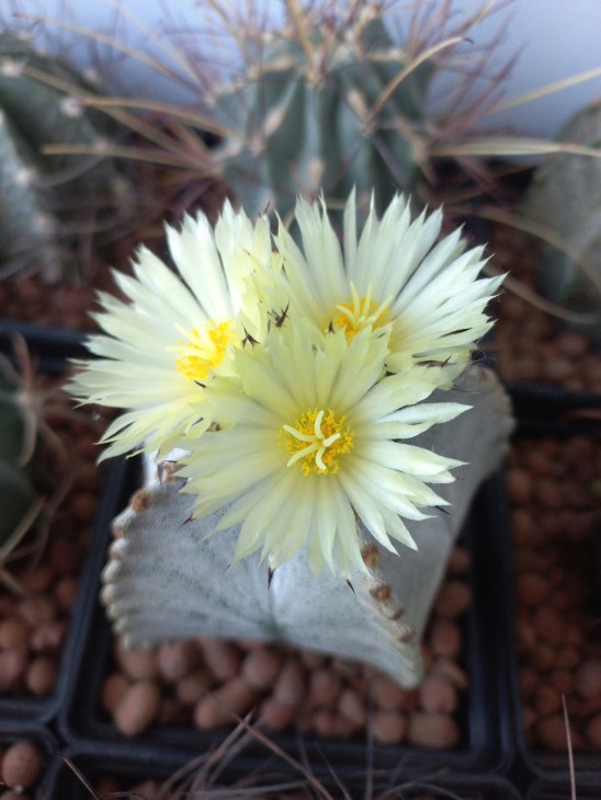 Astrophytum myriostigma v. potosinum
