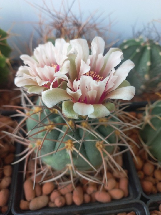 G. spegazzinii